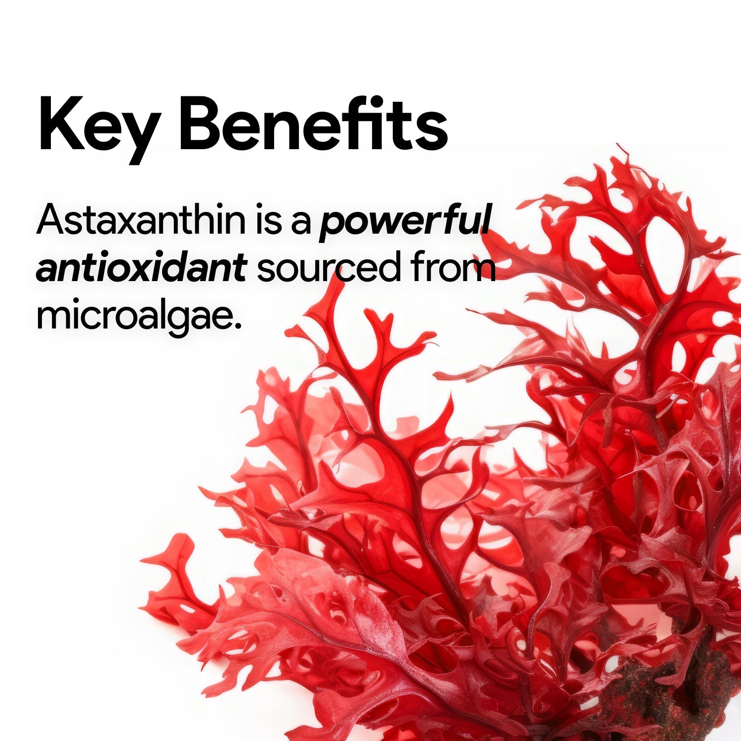 Nutridom Astaxanthin 60 Capsules